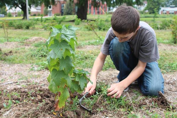 youth help plant tree at the Food Forest in Normal, IL